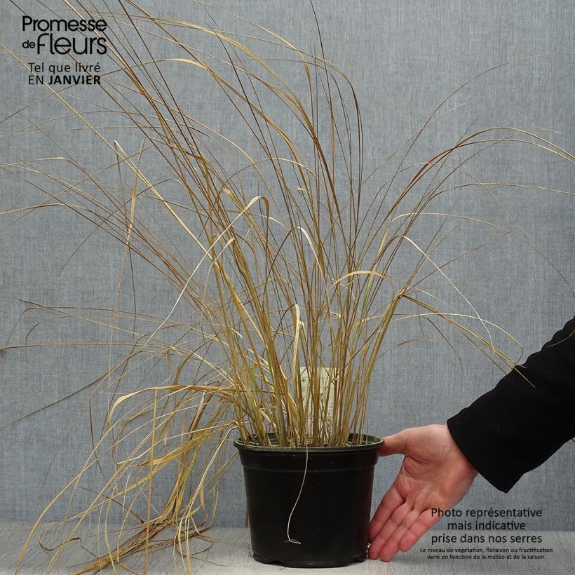 Calamagrostis acutiflora Overdam Vaso da 2L/3L esemplare consegnato in inverno