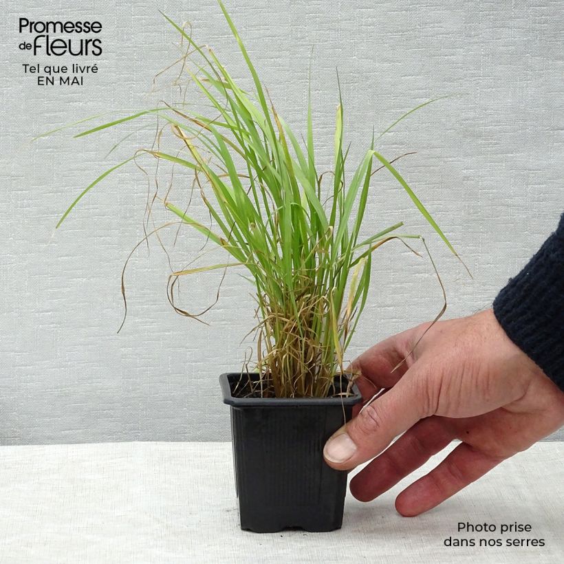 Calamagrostis brachytricha Vasetto da 8/9 cm esemplare consegnato in primavera