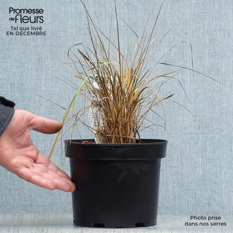 Calamagrostis brachytricha Vaso da 3L/4L esemplare consegnato in inverno