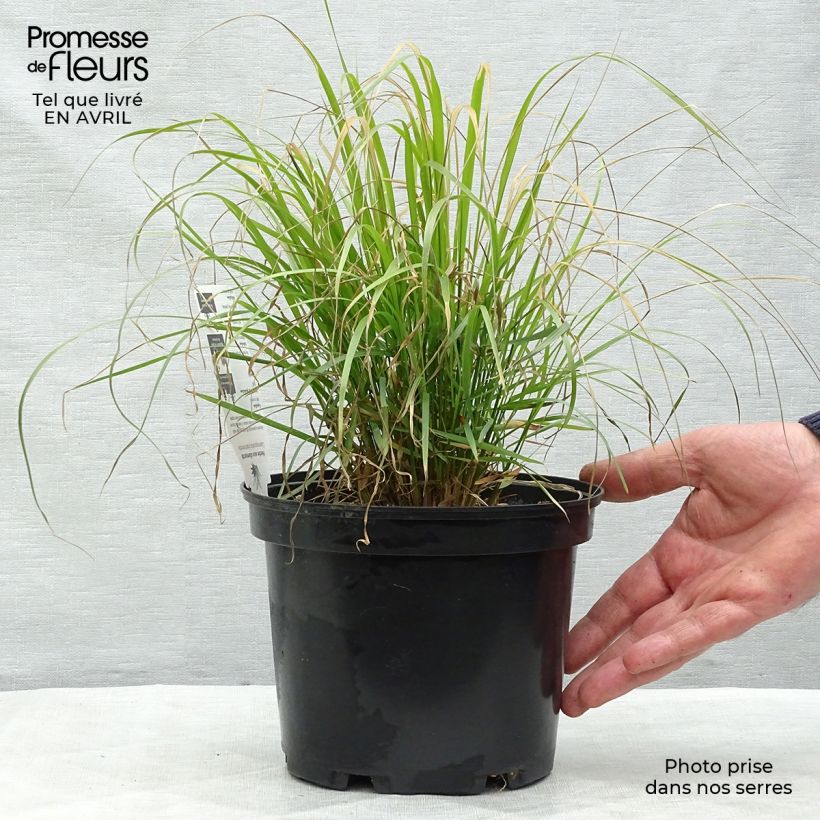 Calamagrostis brachytricha Vaso da 3L/4L esemplare consegnato in primavera