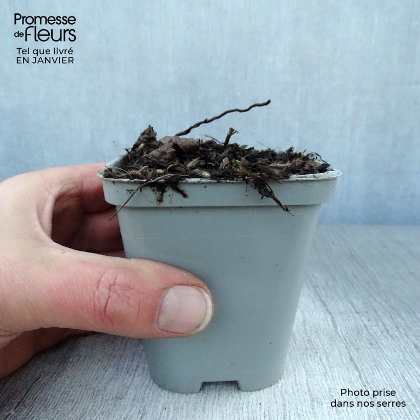 Calamintha grandiflora - Mentuccia Vasetto da 8/9 cm esemplare consegnato in inverno