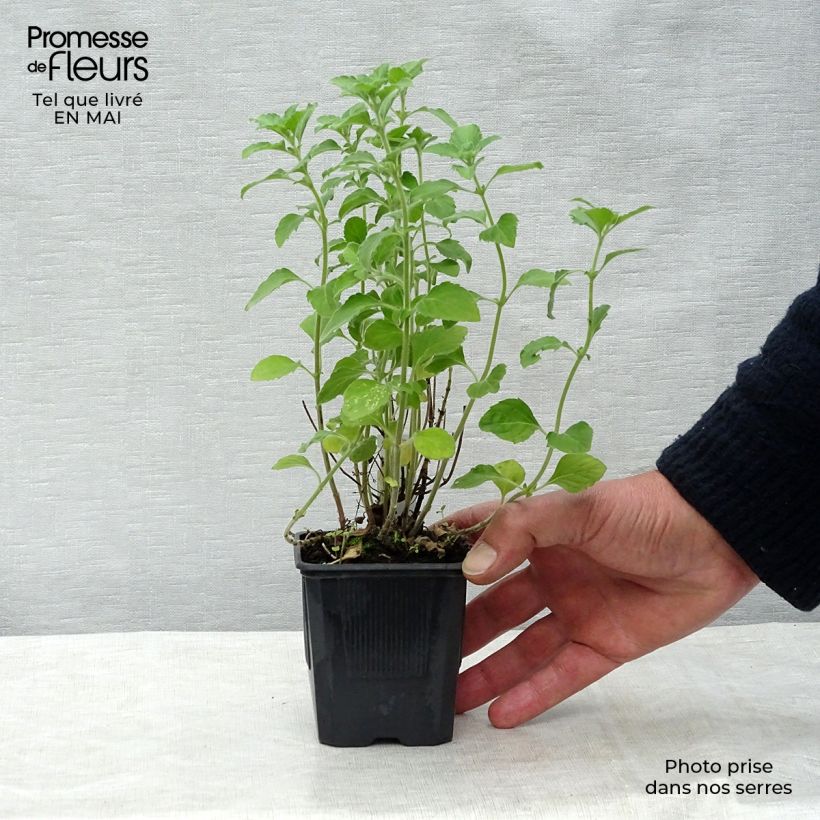 Calamintha nepeta - Mentuccia commune Vasetto da 8/9 cm esemplare consegnato in primavera