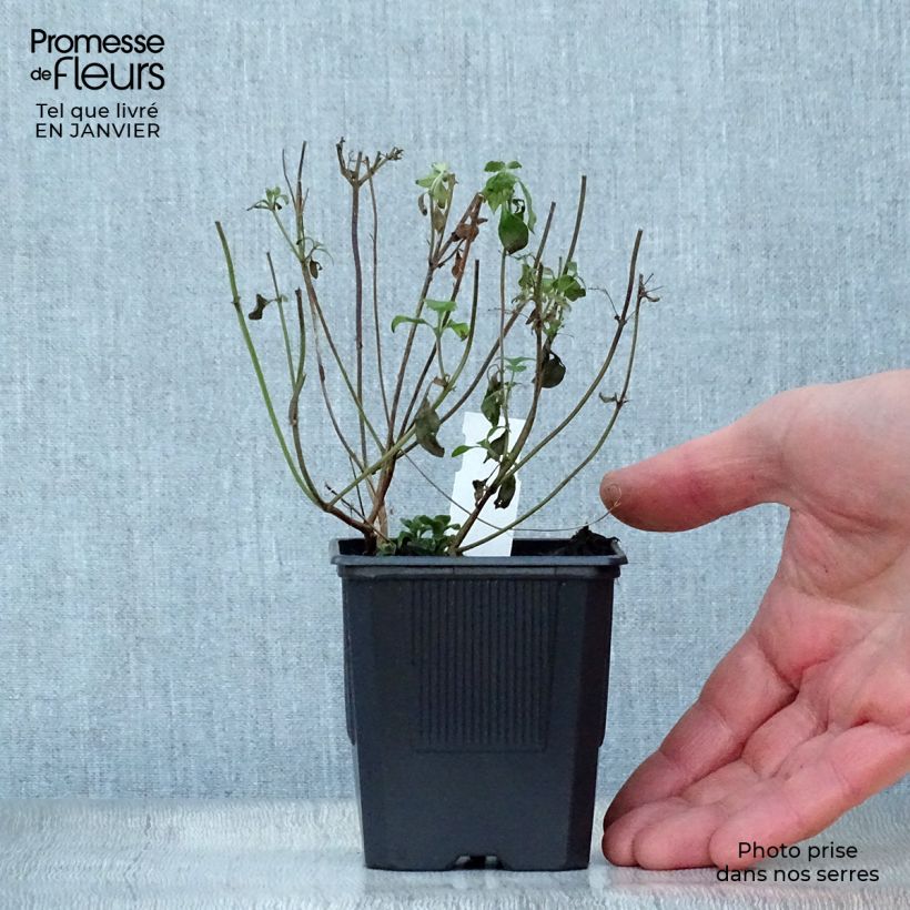 Calamintha nepeta - Mentuccia commune Vasetto da 8/9 cm esemplare consegnato in inverno