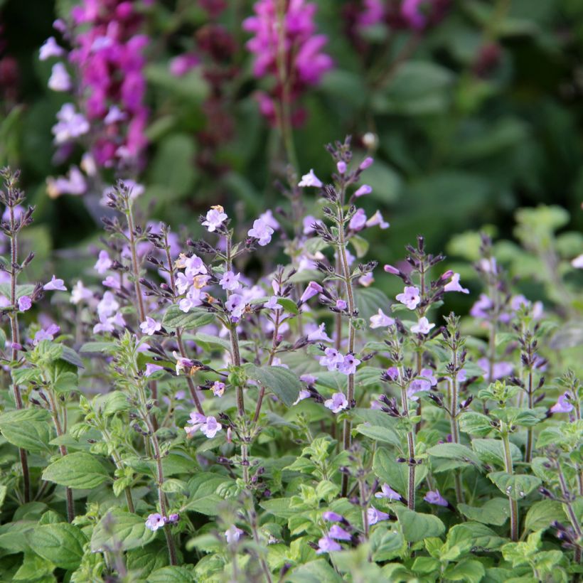 Calamintha nepeta Marvelette Blue -  - Mentuccia commune (Fioritura)