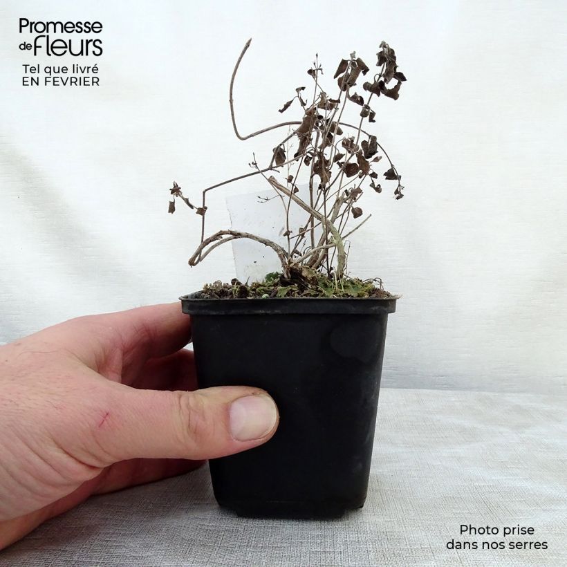 Calamintha nepeta Weisser Riese - Mentuccia comune Vasetto da 8/9 cm esemplare consegnato in inverno