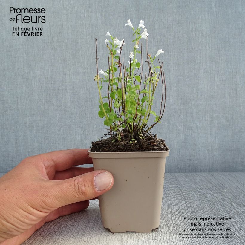 Esemplare di Calamintha nepeta Weisser Riese - Mentuccia comune Vasetto da 8/9 cm come consegnato in autunno
