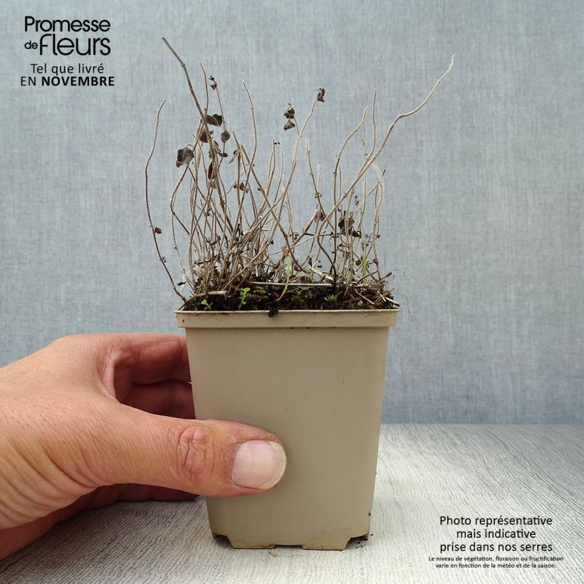 Esemplare di Calamintha nepeta White Cloud - Mentuccia comune Vasetto da 8/9 cm come consegnato in autunno