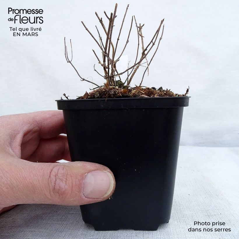 Calamintha nepeta White Cloud - Mentuccia comune Vasetto da 8/9 cm esemplare consegnato in inverno