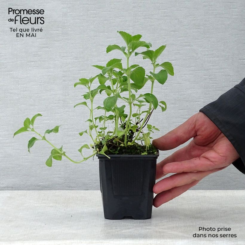 Calamintha sylvatica Menta - Mentuccia maggiore Vasetto da 8/9 cm esemplare consegnato in primavera