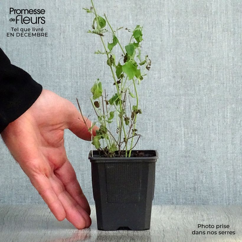 Calamintha sylvatica Menta - Mentuccia maggiore Vasetto da 8/9 cm esemplare consegnato in inverno