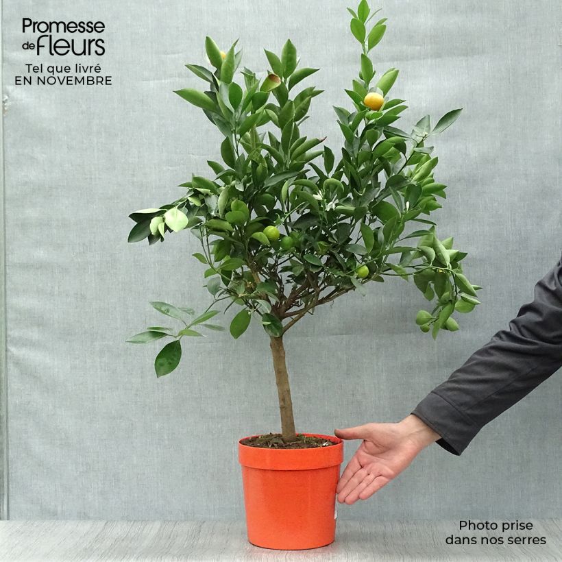 Esemplare di Citrus madurensis - Calamondino Vaso da 4L/5L, Vaso impalcato basso come consegnato in autunno