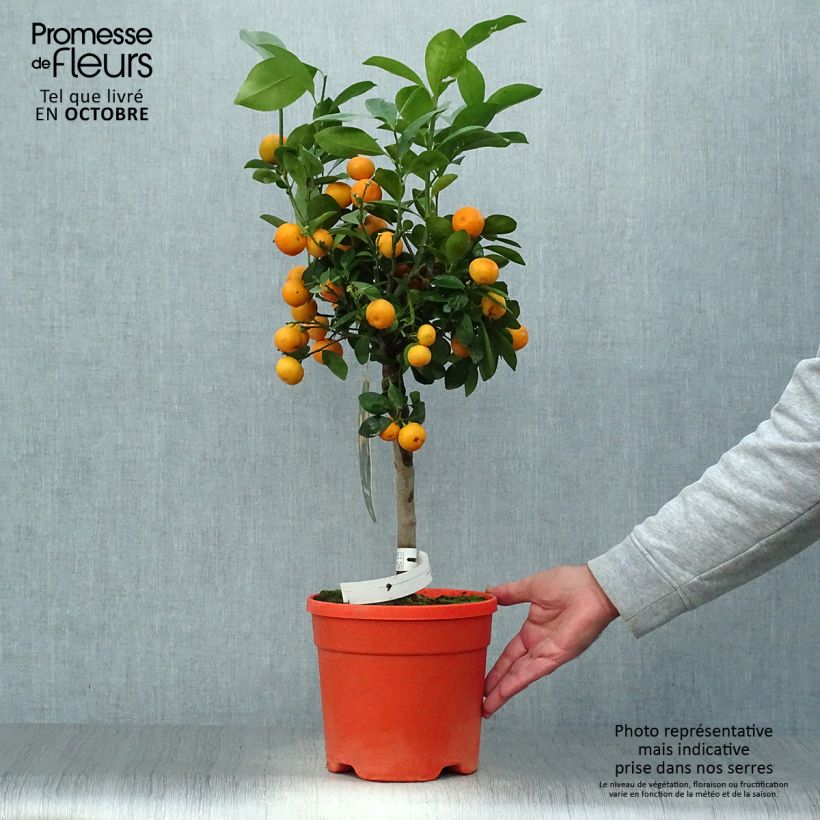 Esemplare di Citrus madurensis - Calamondino Vaso da 6L/7L come consegnato in autunno