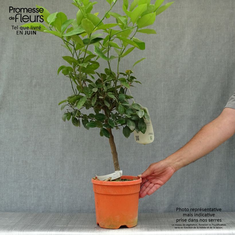 Esemplare di Citrus madurensis - Calamondino Vaso da 6L/7L, Vaso impalcato consegnato in estate