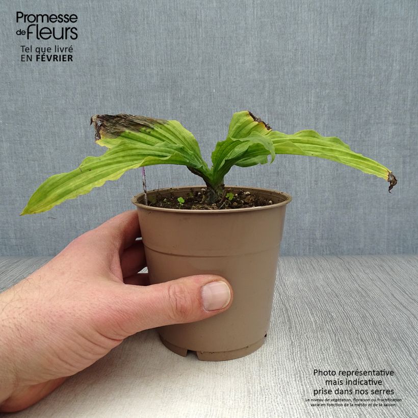 Calanthe reflexa Vaso da 1,5L/2L taglia I esemplare consegnato in inverno