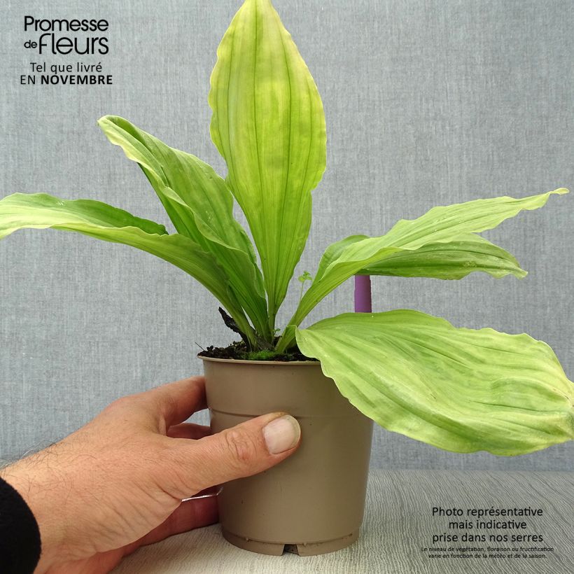 Esemplare di Calanthe sieboldii Vaso da 1L/1,5L come consegnato in autunno