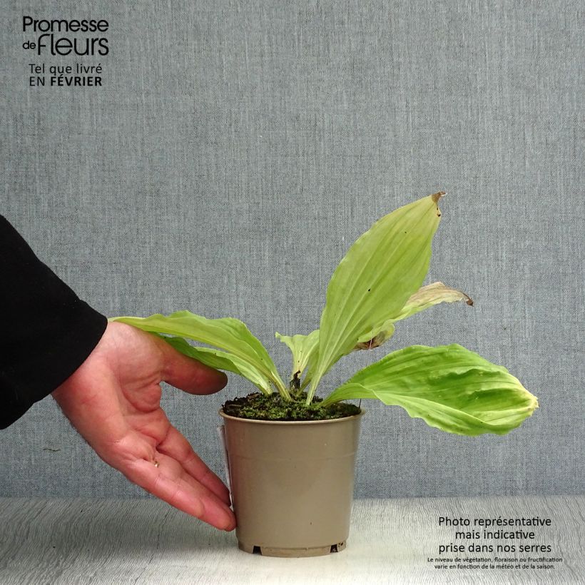 Calanthe sieboldii Vaso da 1L/1,5L esemplare consegnato in inverno
