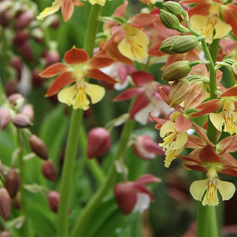 Calanthe tricarinata (Fioritura)