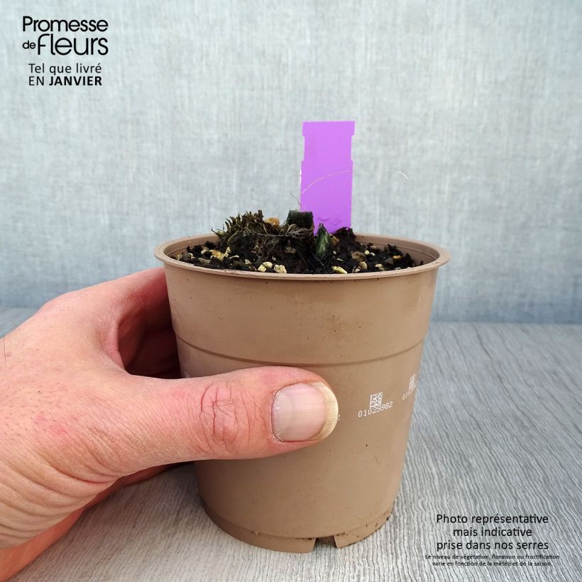 Calanthe tricarinata Vaso da 1L/1,5L taglia I esemplare consegnato in inverno