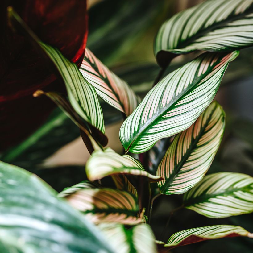 Calathea White Star (Fogliame)