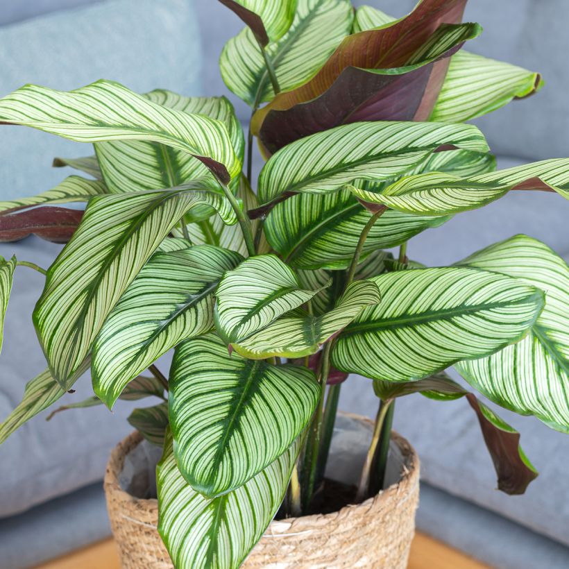 Calathea White Star (Porto)