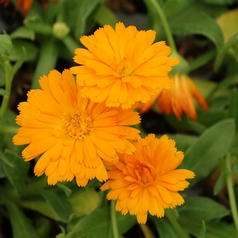 Calendula Powerdaisy Tango - Fiorrancio (Fioritura)