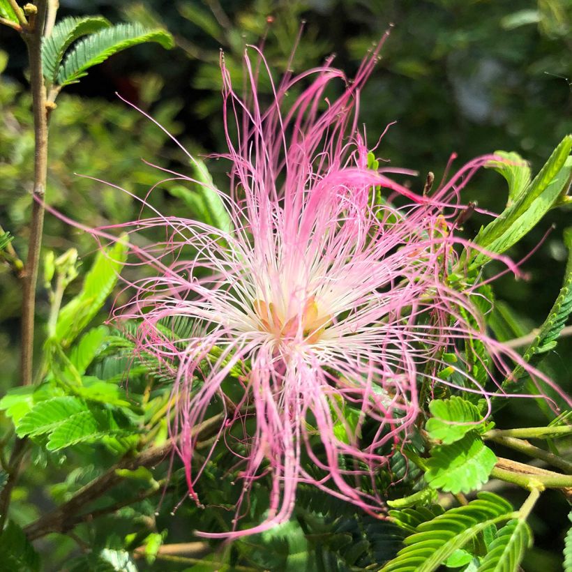 Calliandra surinamensis Dixie Pink (Fioritura)