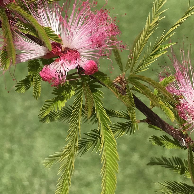 Calliandra surinamensis Dixie Pink (Fogliame)