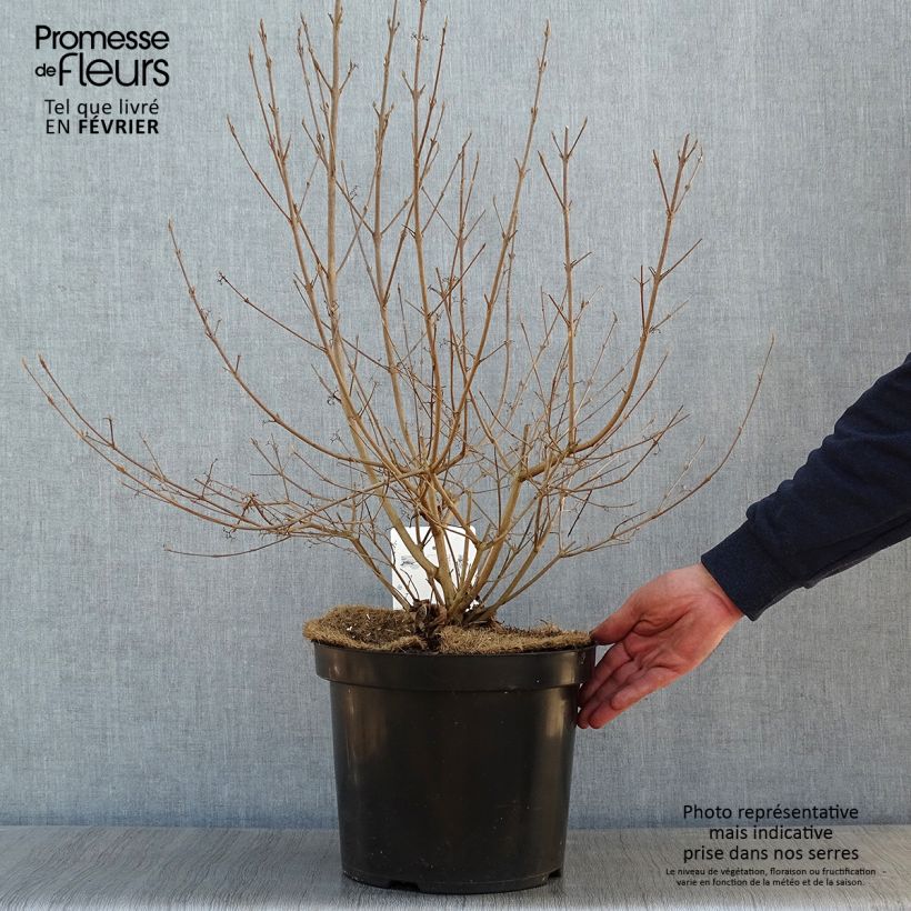 Callicarpa bodinieri Magical Deep Purple Kolmdepu Vaso da 7,5L/10L esemplare consegnato in inverno