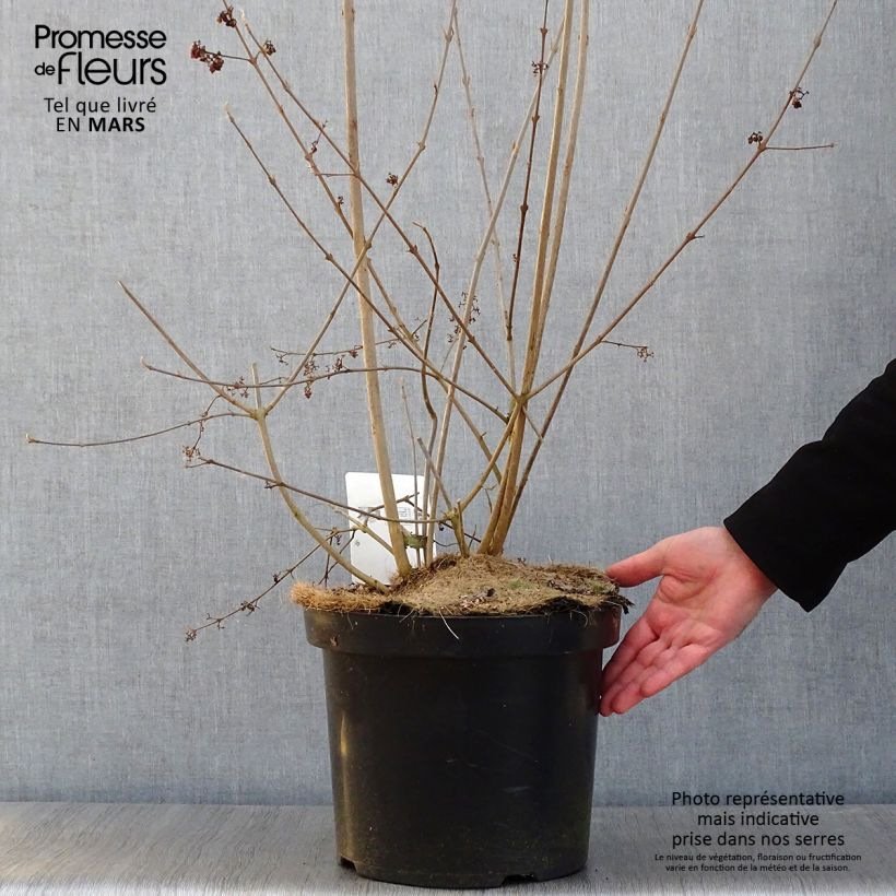 Callicarpa bodinieri Magical Purple Giant Vaso da 7,5L/10L esemplare consegnato in inverno