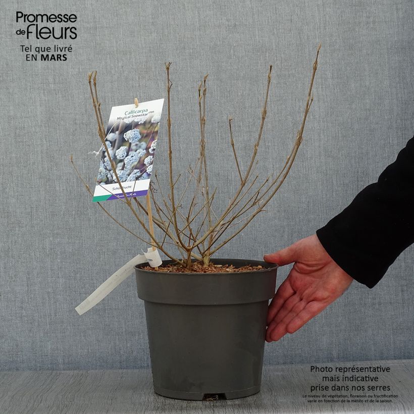 Callicarpa bodinieri Magical Snowqueen Vaso da 3L/4L esemplare consegnato in inverno