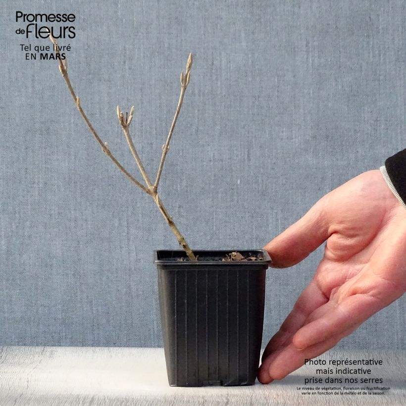 Callicarpa bodinieri Magical Snowstar Vasetto da 8/9 cm esemplare consegnato in primavera