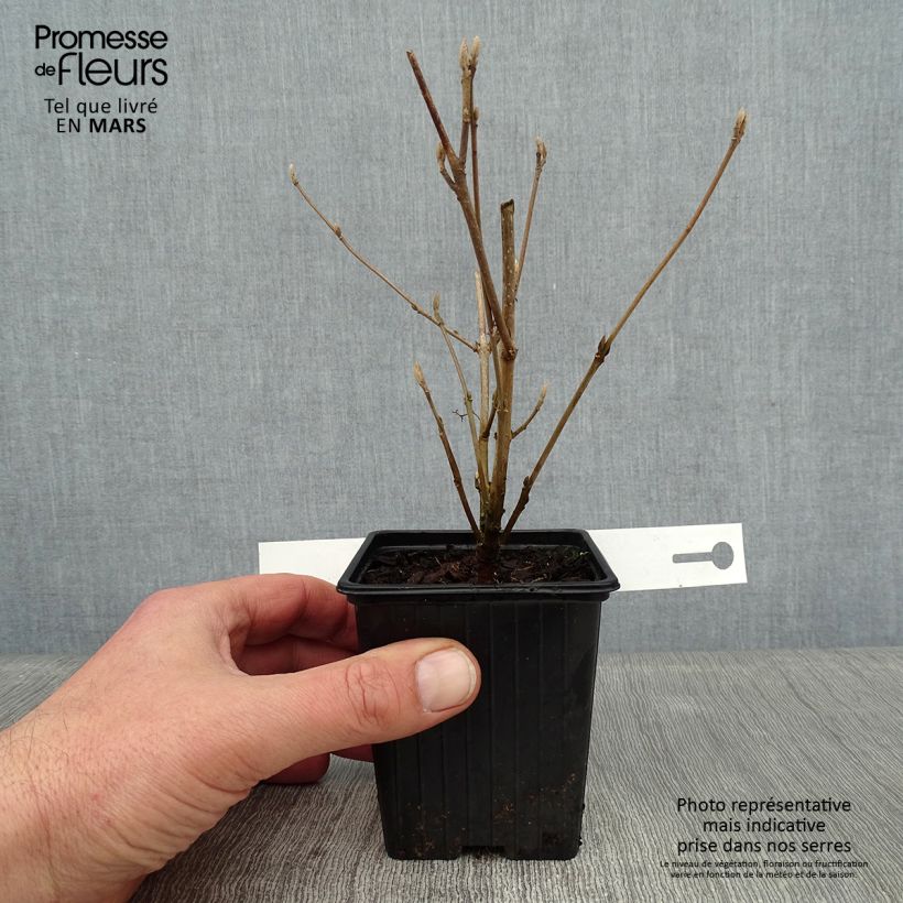 Callicarpa bodinieri Magical Snowstar Vasetto da 8/9 cm esemplare consegnato in inverno