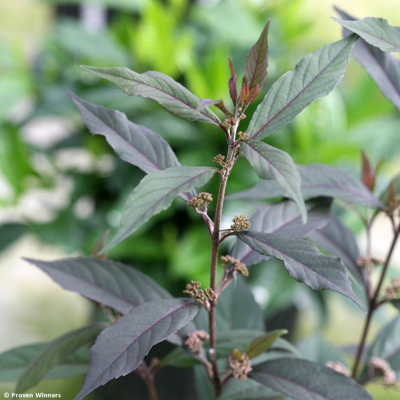 Callicarpa bodinieri Pearl Glam (Fogliame)