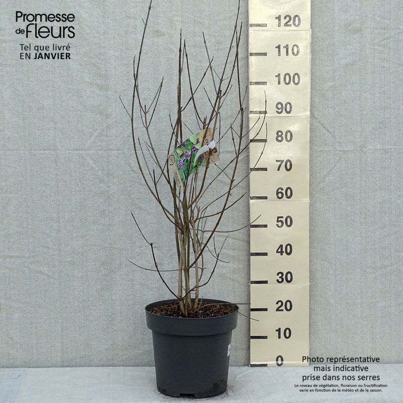 Callicarpa bodinieri var. giraldii Profusion Vaso da 12L/15L esemplare consegnato in inverno