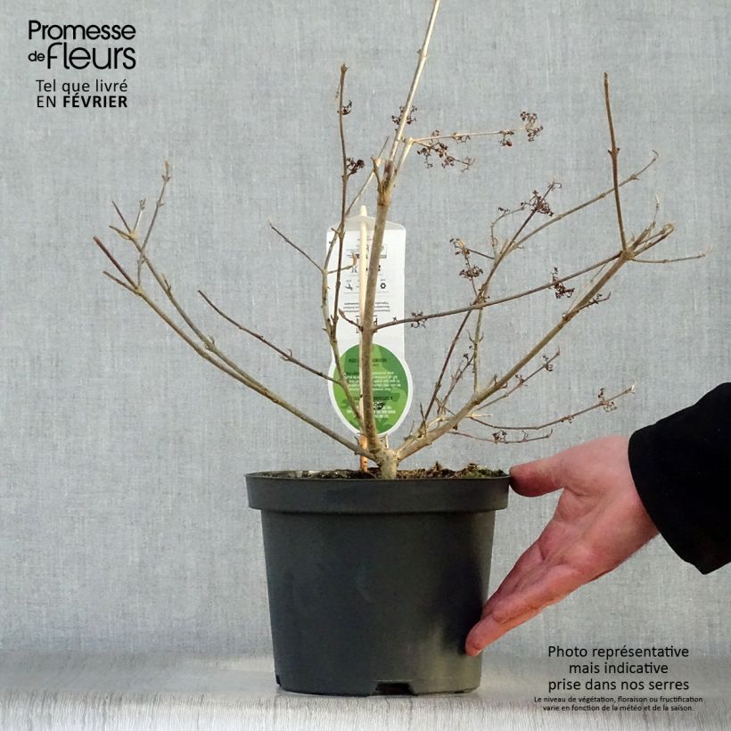 Callicarpa bodinieri var. giraldii Profusion Vaso da 2L/3L esemplare consegnato in inverno