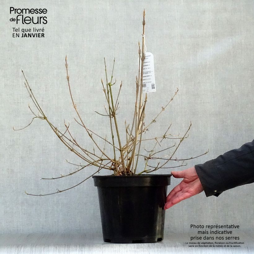 Callicarpa bodinieri var. giraldii Profusion Vaso da 7,5L/10L esemplare consegnato in inverno