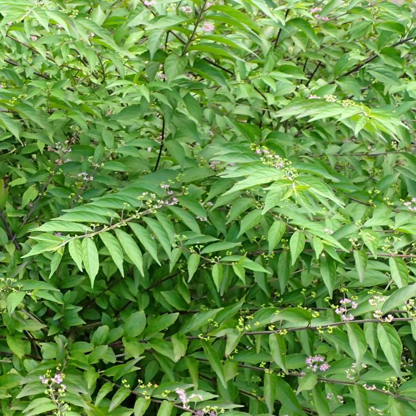 Callicarpa dichotoma Issai (Fogliame)