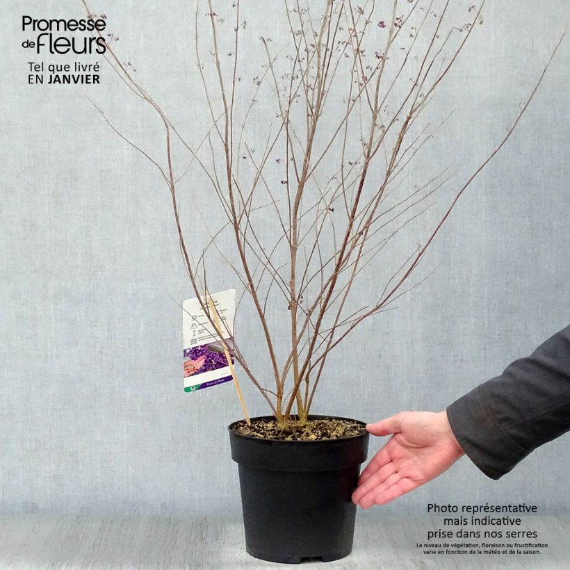 Callicarpa dichotoma Issai Vaso da 3L/4L esemplare consegnato in inverno