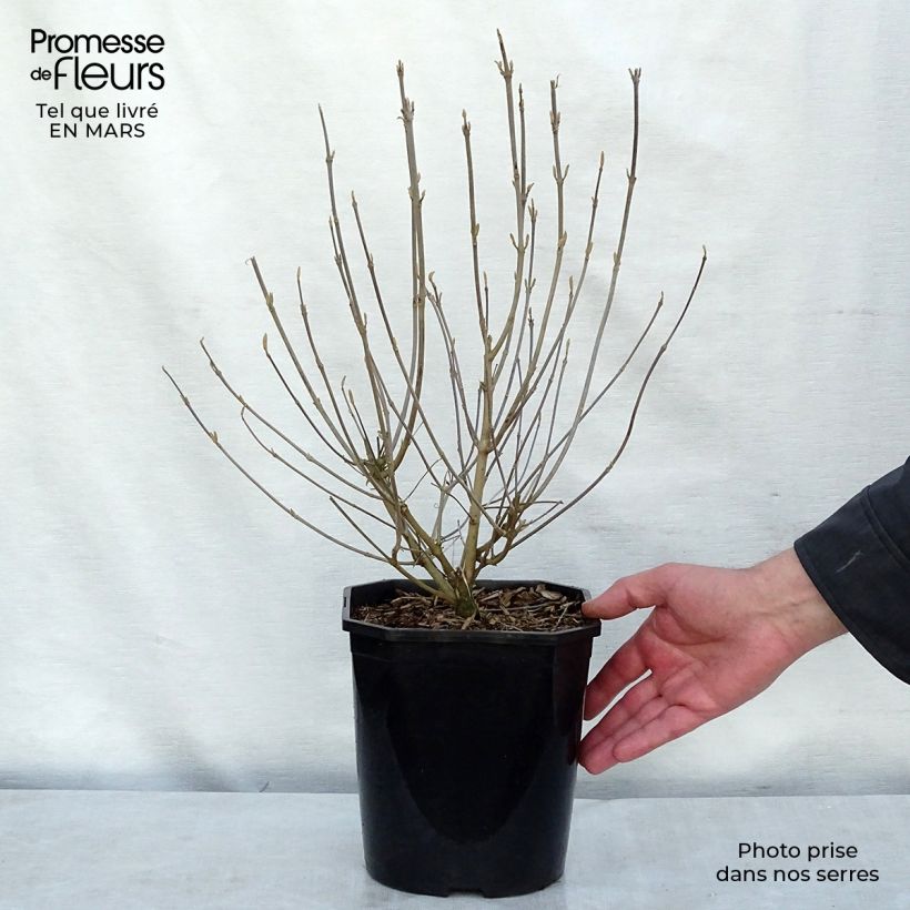 Callicarpa japonica Vaso da 4L/5L esemplare consegnato in primavera