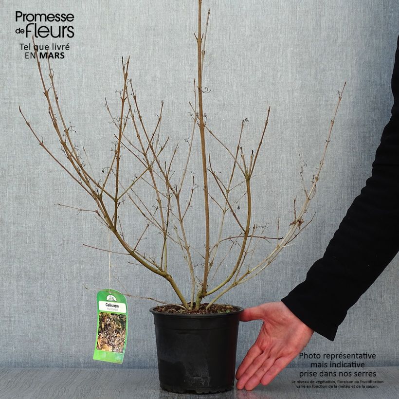 Callicarpa japonica Leucocarpa Vaso da 2L/3L esemplare consegnato in inverno