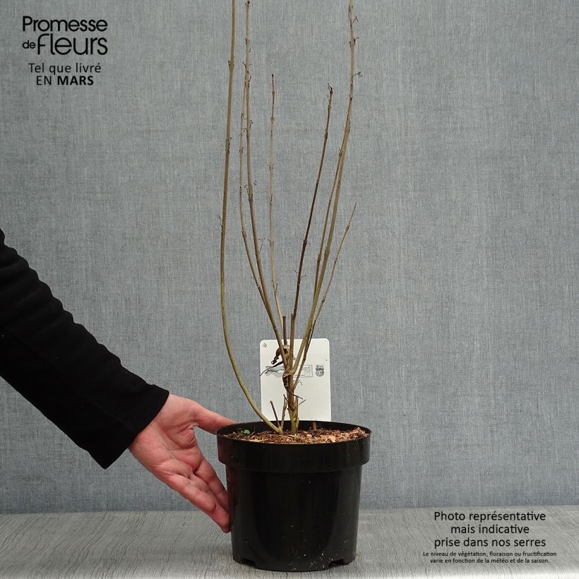 Callicarpa kwangtungensis Vaso da 2L/3L esemplare consegnato in inverno