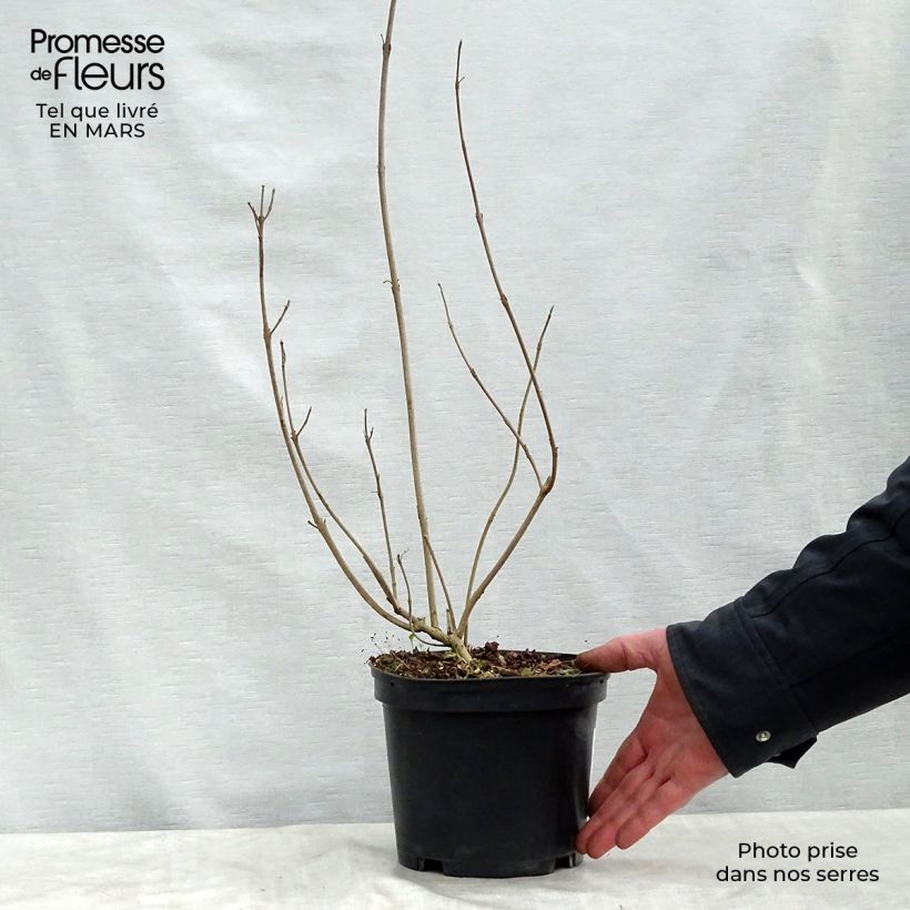 Callicarpa kwangtungensis Vaso da 2L/3L esemplare consegnato in primavera