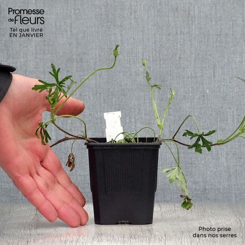 Callirhoe involucrata Vasetto da 8/9 cm esemplare consegnato in inverno