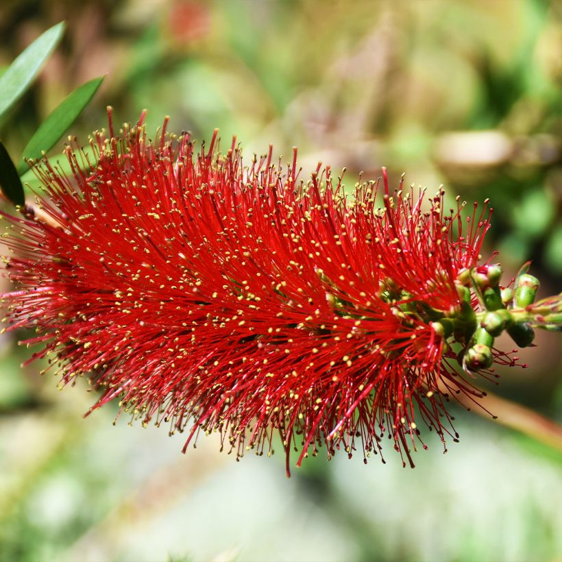 Callistemon Woodlander's Hardy - Pianta scovolino (Fioritura)