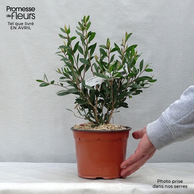 Callistemon laevis - Pianta scovolino Vaso da 1,5L/2L esemplare consegnato in primavera