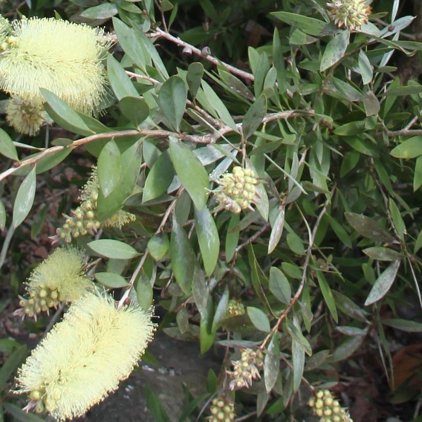 Callistemon citrinus Albus - Pianta scovolino (Fogliame)