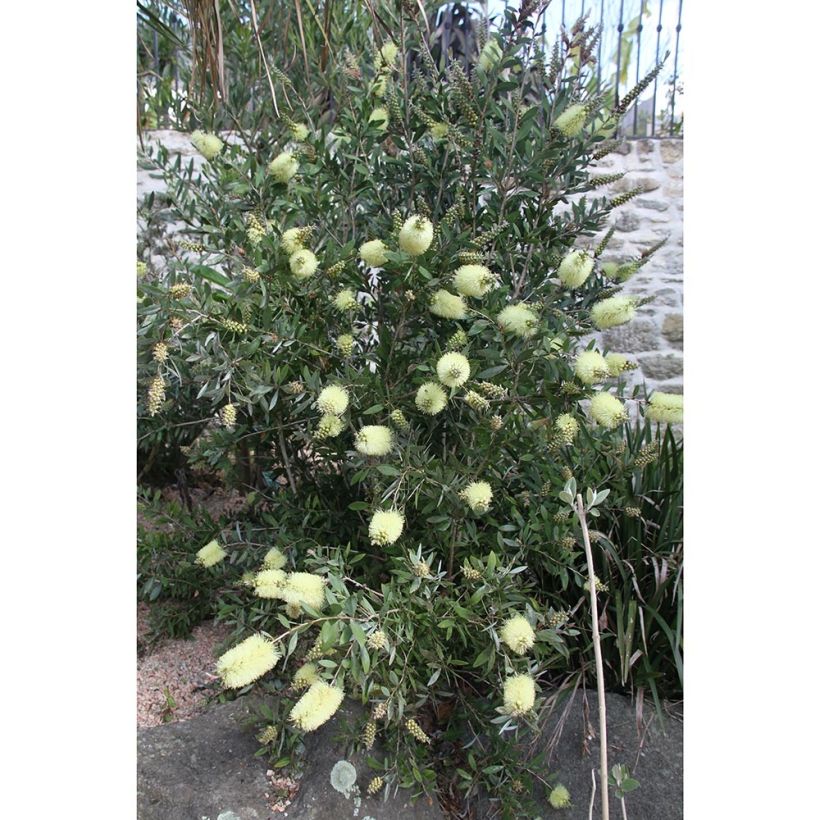 Callistemon citrinus Albus - Pianta scovolino (Porto)