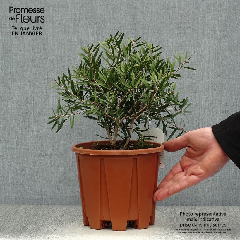 Callistemon citrinus Burgundy - Pianta scovolino Vaso da 3L/4L esemplare consegnato in inverno