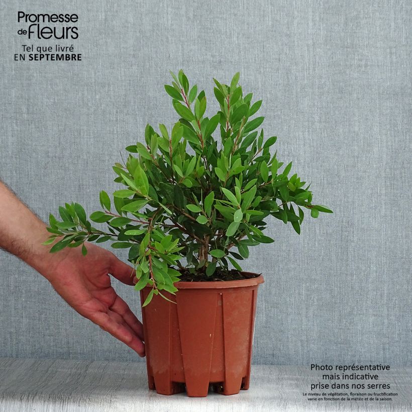 Esemplare di Callistemon citrinus Mauve Mist - Pianta scovolino Vaso da 3L/4L, A cespuglio consegnato in estate