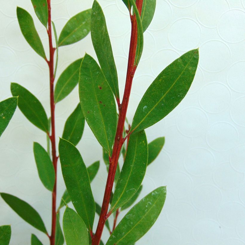 Callistemon citrinus Splendens - Pianta scovolino (Fogliame)